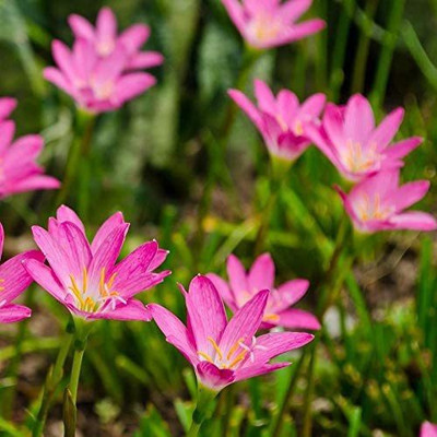 CYBEXIS GBPUT-95 - Pink Rain Lily ( Zephyranthes grandiflora ) - (60 Seeds) Seed(60 per packet)