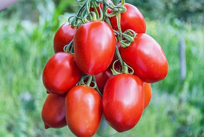 KNESSiN ACT-57 Rashmi Tomato Seed(200 per packet)