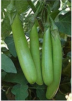 Aywal Green Long Brinjal Seed(170 per packet)