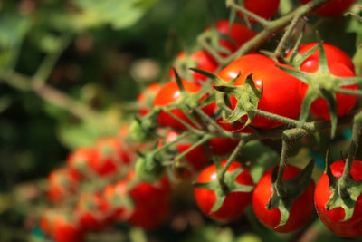 ShubhBhakti tomato Seed(55 per packet)