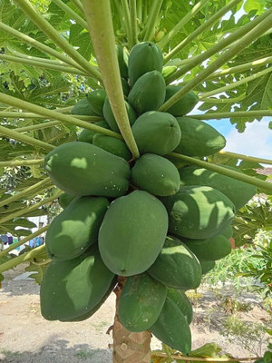 Lorvox Papaya Seed(475 per packet)