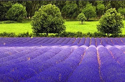 VibeX ® VMR-83 English Lavender Seeds Seed(500 per packet)