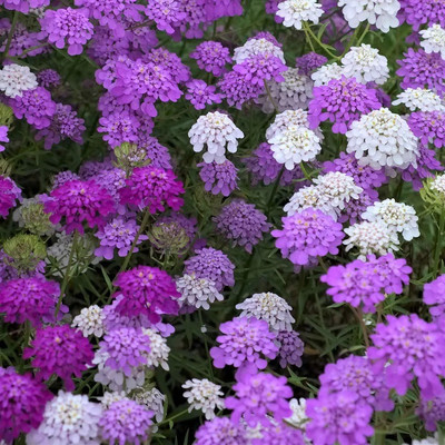 CEZIUS Candytuft Seeds - Mixed Colors Seed(100 per packet)