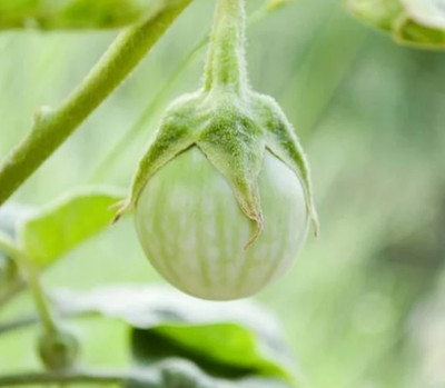 UGRA Eggplant Petch Siam Vegetable Seed(3500 per packet)