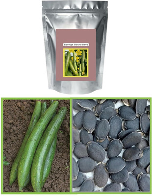 KNESSiN Medha Sponge Gourd/Loofah (Torai) Seeds Seed(500 per packet)