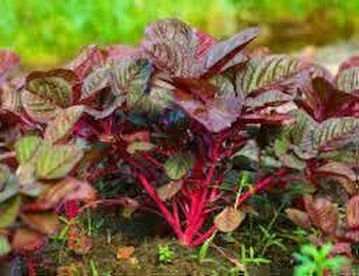 BDSresolve Red Spinach pack of 1020 Seed(1020 per packet)