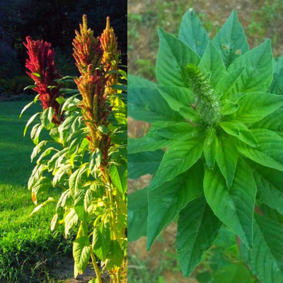Qualtivate NDIR-642 Amaranthus Dubius (Spinach) Seed(500 per packet)