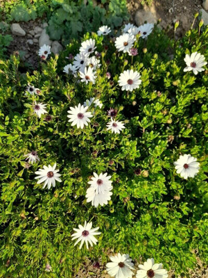 Lorvox African Daisy – Dimorphotheca Mixed Color Flower Seed(10 per packet)