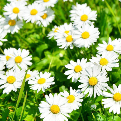 Lorvox Exotic Daisy Mix Flower Seed(38 per packet)