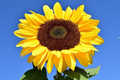 Sunway Sunflower Giant Surajmukhi Seed(30 per packet)