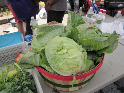 CYBEXIS F1 Hybrid Giant Cabbage Seeds 800 Seeds Seed(800 per packet)