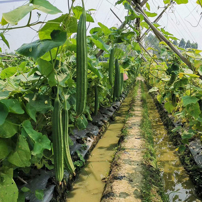 ACMS Smooth Sponge Gourd Seed(110 per packet)