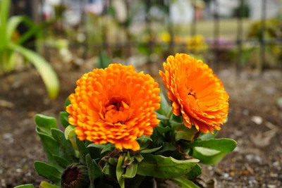 Aywal Calendula For Garden Flower Seed(60 per packet)