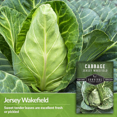 WILLVINE ROX -X Jersey Wakefield Cone-Shaped Cabbage [50g] Seed(15000 per packet)