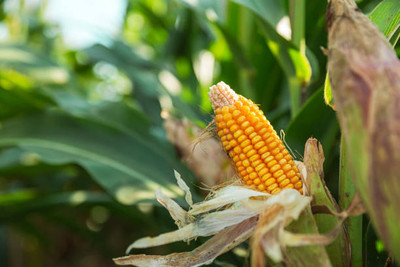 Kodali F1 Hybrid Corn Seeds Pack Of 57 Seed(57 per packet)