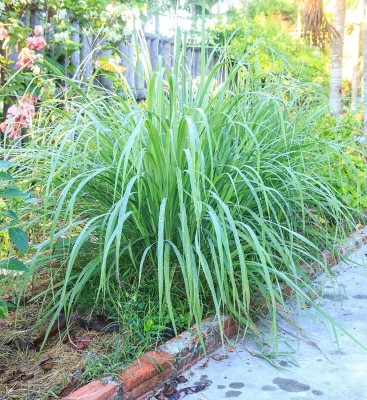 CYBEXIS NBIR-59 - Lemon Grass Cymbopogon - (250 Seeds) Seed(250 per packet)