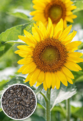 Seedsilk Store Hybrid Sunflower Seed(30 per packet)