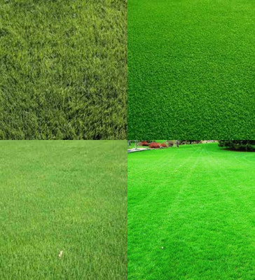 ibains Bermuda lawn grass seeds biij 3000 Seed(3000 per packet)