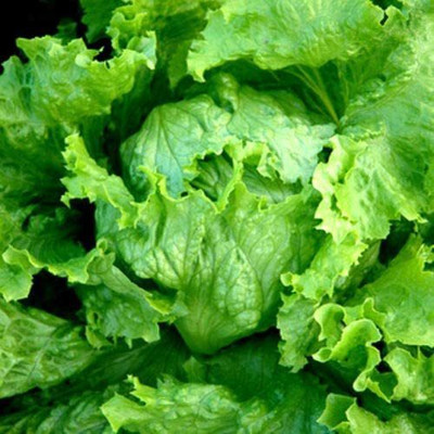CYBEXIS Seeds of Vegetable Lettuce Iceberg2000 Seeds Seed(2000 per packet)
