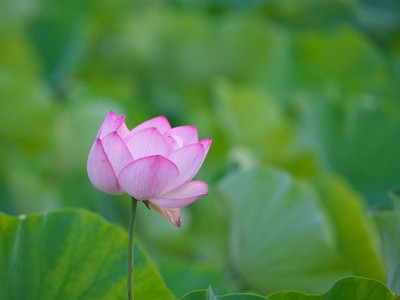 DTDs lotus,kamal gatta Seed(11 per packet)