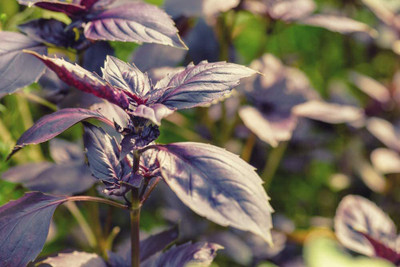 WILLVINE HUA-13 Dark Purple Opal Basil Seed(1000 per packet)