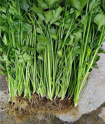 VibeX ® VMR-116 Celery Smallage Seeds Seed(500 per packet)