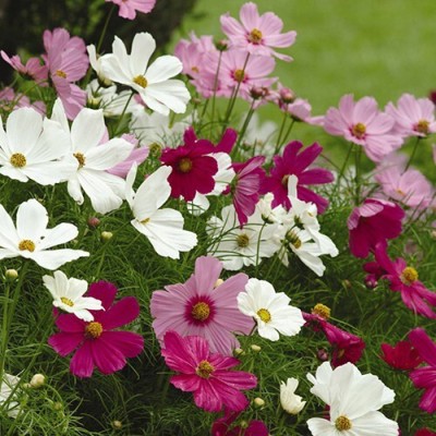 ME Traders Cosmos Hybrid Flower Seed(12 per packet)