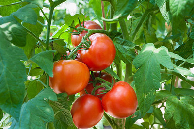 Kofy tomato Seed(100 per packet)