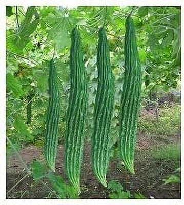 DIVINE BITTERGOURD Seed(75 per packet)