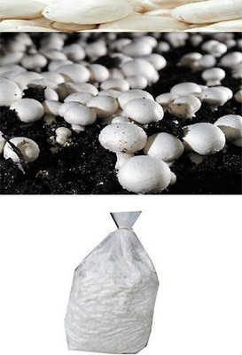 the green dotcom Button Mushroom Spawn Seed(105 per packet)