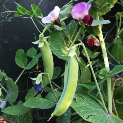 Qualtivate HUA-3A Dwarf Grey Sugar Pea Pod Seeds Seed(200 per packet)