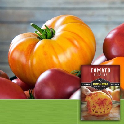 Quentova Hillbilly Tomato 1gm Seeds Seed(400 per packet)