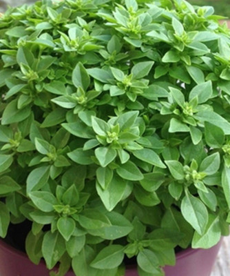 VibeX ® VXI-8 Spicy Bush Basil Seed(1000 per packet)