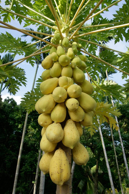 Pbevergreen Orginal Red Lady Papaya Seed(1240 per packet)