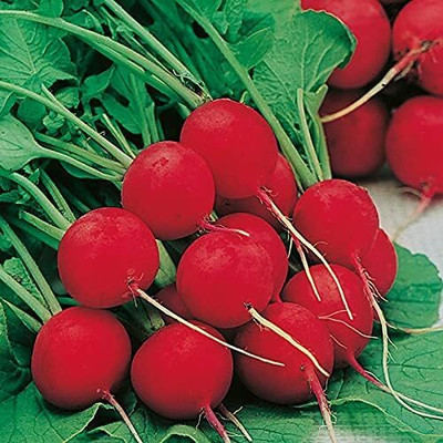 Qualtivate ICRA-8A Radish Seed Cherry Belle Seed(300 per packet)