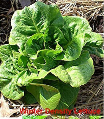 VibeX XLL-1 - Winter Density Lettuce - (150 Seeds) Seed(150 per packet)