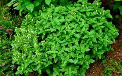 Qualtivate HUA-23 Spicy Globe Basil (ocimum basilicum Minimum) Seed(1000 per packet)