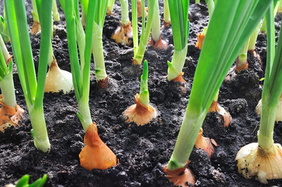 CYBEXIS LX-30 - Onion Yellow Sweet Spanish - (13500 Seeds) Seed(13500 per packet)