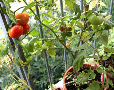 ibains F1 hybrid tomato seeds Seed(40 per packet)