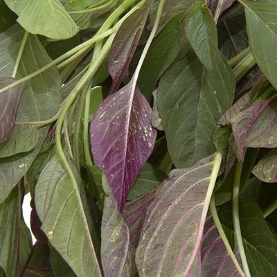 URRO Amaranthus - Red Seed(1000 per packet)