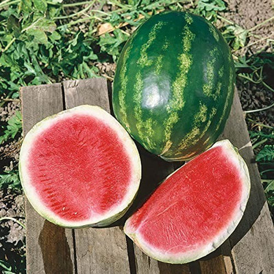 Aro Watermelon, Tarbooz Seed(55 per packet)