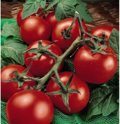 Biosnyg Tomato Moneymaker Seed 2500 Seeds Seed(2500 per packet)