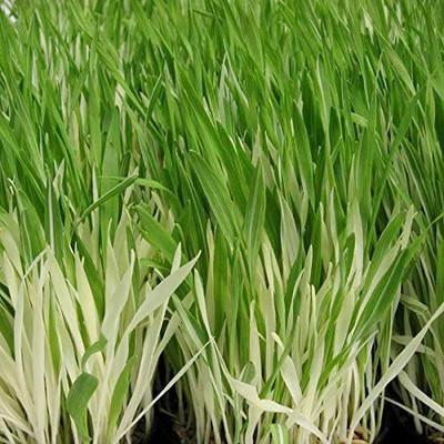CYBEXIS TLX-41 - Cat Grass Oat - (4500 Seeds) Seed(4500 per packet)