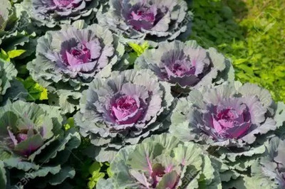 MAA Purple Cabbage, Cabbage, Red Kraut Seed(40 per packet)