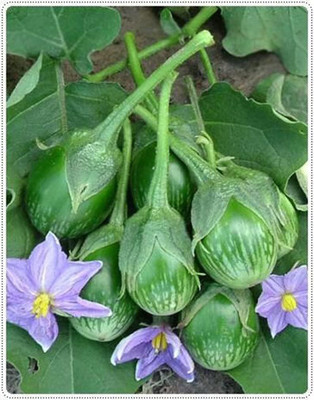 KNESSiN Small Green Baby Round Brinjals-[2gm] Seed(500 per packet)