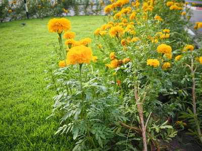 Niyama marigold/gende ka phool flower seeds Seed(75 per packet)