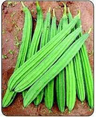 Aywal Tori, Ridge Gourd Seed(130 per packet)