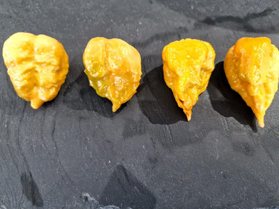 Biosnyg Non GMO Golden Reaper Chilli Seeds for Home Gardening-(4000 Seeds) Seed(4000 per packet)