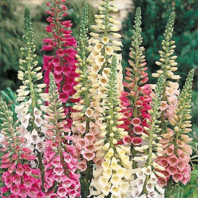 CYBEXIS Foxglove, Excelsior Mix400 Seeds Seed(400 per packet)