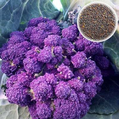 CYBEXIS Hybrid Purple Broccoli Seeds2000 Seeds Seed(2000 per packet)